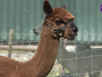 Alpaca Farm Hoogkarspel verwelkomd nieuwe dekhenst