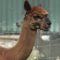 Alpaca Farm Hoogkarspel verwelkomd nieuwe dekhenst