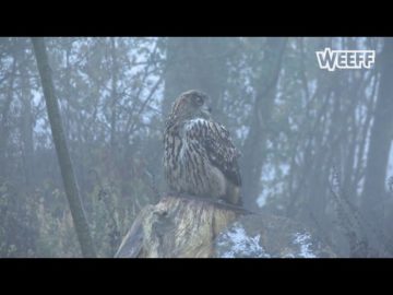 BAMM slaat de vleugels uit voor komende gemeenteraadsverkiezingen