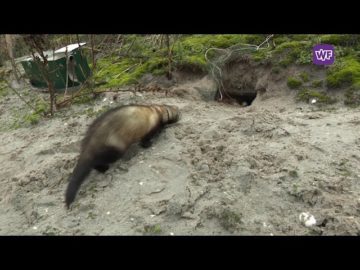 Bart Boersma uit Enkhuizen jaagt op konijnen met zijn fret