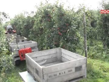 Bijbaantje – Fruitteler (tryout)