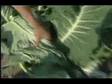 Bloemkooltoid – Los Onderdikos