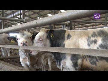 Blokkerse slager Jos neemt zijn klanten mee naar de stal