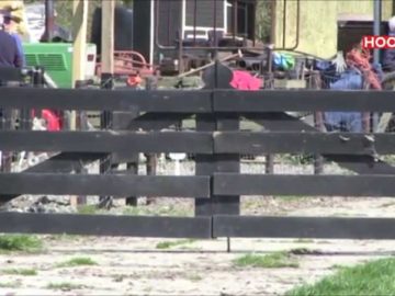 Boerderijmuseum laat koeien vrij