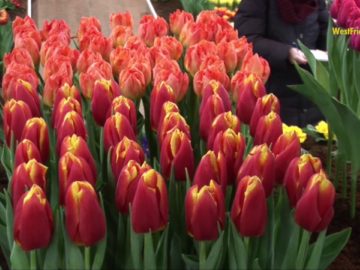 Bolbloemtentoonstelling  Drieban Flora Venhuizen 2017 Tijd Vliegt….een tijd van gaan.