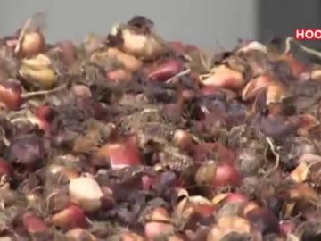 Bollen pellen als vakantiewerk