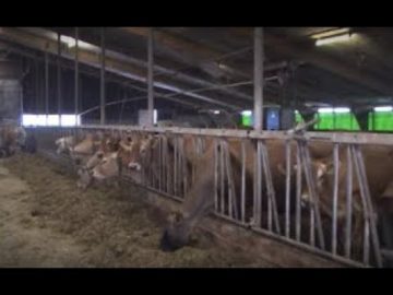 Buren halen 85 koeien uit brandende stal in Zwaagdijk