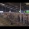 Buren halen 85 koeien uit brandende stal in Zwaagdijk