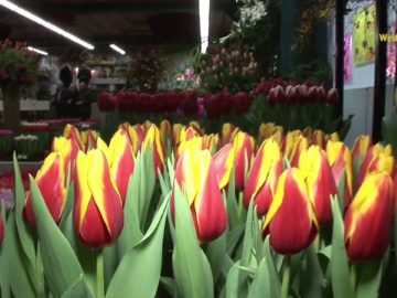 De Driebanflora 2016 in Venhuizen