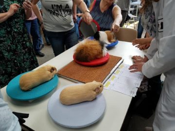 DE EERSTE WESTFRIESE CAVIA PROMOTIE SHOW. 12 mei 2018