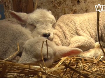 De lente komt eraan!