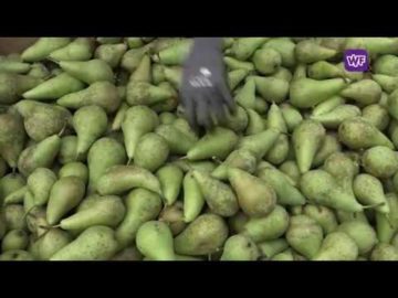 De warmte van afgelopen zomer zorgt voor extra zoete peren