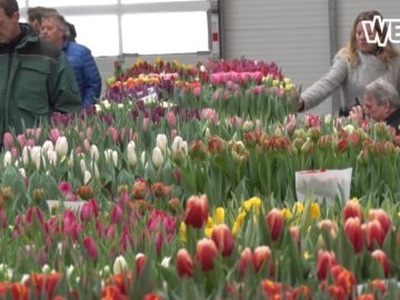 De Westfriese Flora komt steeds meer terug in Zwaagdijk