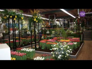 Drieban Flora geen 4 maar 3 dagen in Sporthal “De Banne” te Hem