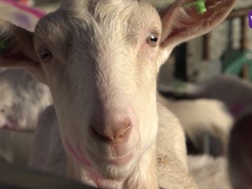 Geitenhouders verbaasd over geitenstop: ‘wij zijn nog nooit ziek geworden’