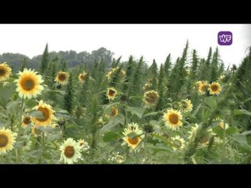 Hennepplantage Hoogkarspel zet mensen op het verkeerde been