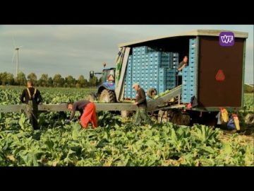 Het is Bloemkool toid in Westfriesland