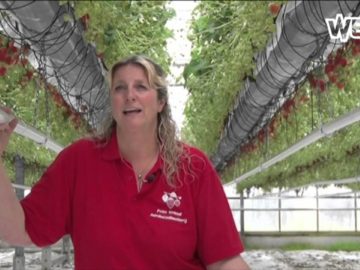 Het is een goed seizoen voor de West-Friese aardbeien