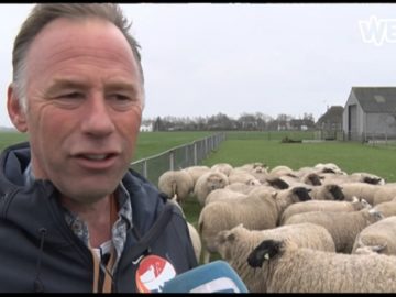 Hoe word je wereldkampioen schapendrijven in Opmeer