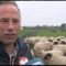 Hoe word je wereldkampioen schapendrijven in Opmeer
