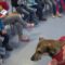 Hond Jaap geeft Medemblikse scholieren snuffelcursus