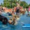 Honden zwemmen in zwembad De Wijzend in Zwaag