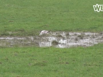 In Opmeer geloven ze nog in natuurijs