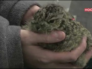 Jonge Haasjes laten liggen