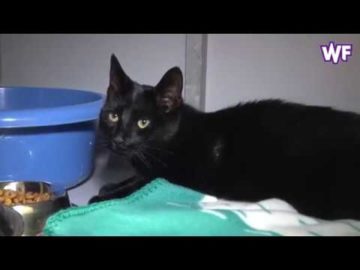 Kattenmoordenaar actief in Enkhuizen