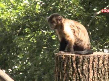 KinderboxTV – Bellewaerde