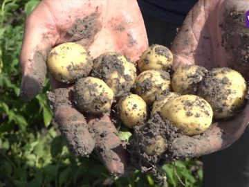 Kleigrond redding tegen de droogte voor tuinders