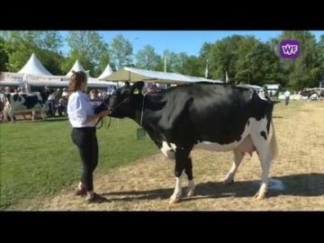 koeienkeuring landbouwdag opmeer