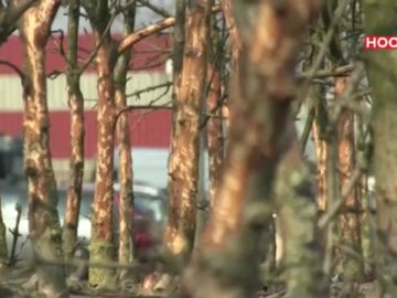 Konijnenplaag op Hoorn80