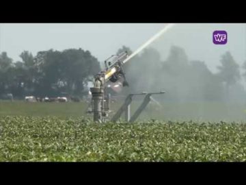 Lelieoogst veel minder door de aanhoudende droogte