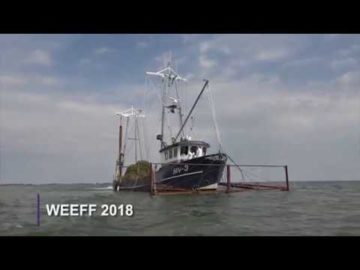 Maaigebied waterplanten Markermeer verdriedubbeld: