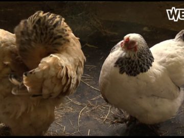 Maneges extra alert na mogelijke verkrachting paard