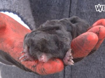 Mollenplaag treft Avenhorn