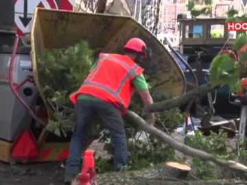 Monumentale boom gekapt