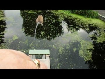 Muis gelanceerd | Mouse – jump into the water