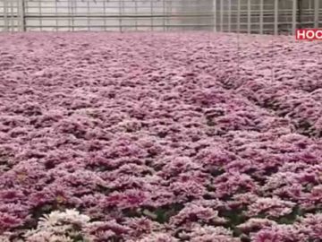 Nieuwe boycot Rusland