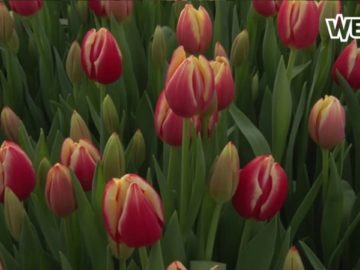 Niks tulpen uit Amsterdam, maar uit Andijk