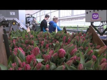 Obdamse tulpen pronken bij Golden Globes