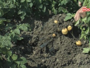 Opperdoezerronde geoogst