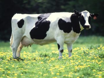 Os Jôôs – Hew je eerebaaie