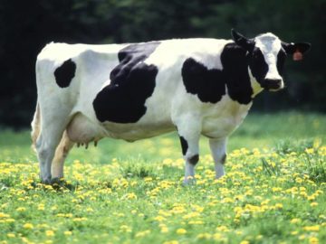 Os Jôôs – Loup nei de Weizend