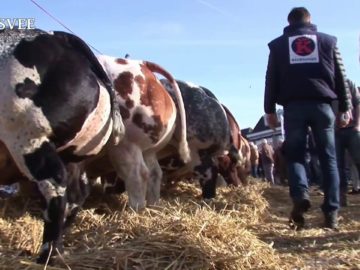 Paasvee 2017 Noord Hollandse Keurslagers