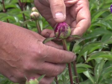 Pioenkwekers met handen in de haren, geen personeel voorhanden