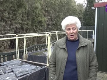 Reportage: duizenden spreeuwen teisteren Schellinkhout