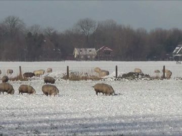 Rondje Koggenland (in de sneeuw)