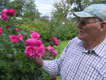 Rozenhof Top in de Kop Hoogwoud voor Weeff